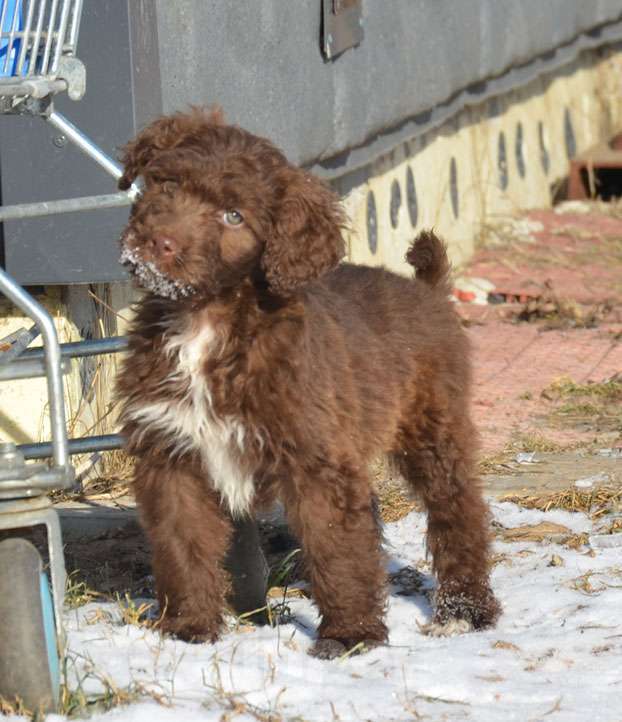 Собаки в других городах Московской области: Миниатюрная девочка Девочка, 40 000 руб. - фото 3