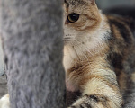 Кошки в Санкт-Петербурге: Кошечка Соня Девочка, 100 руб. - фото 1