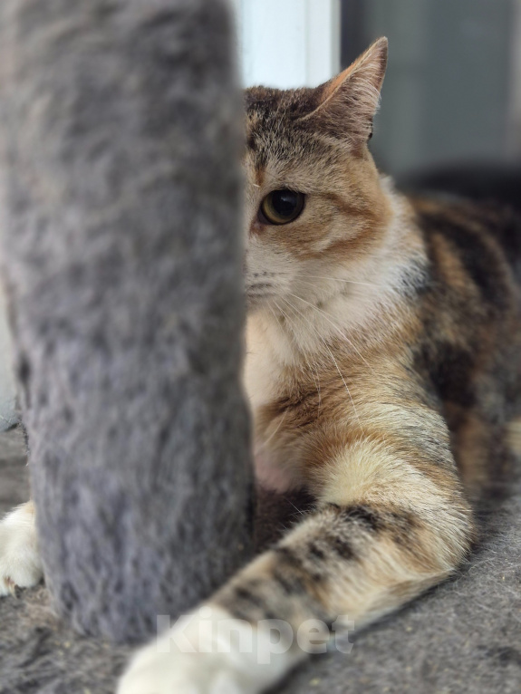 Кошки в Санкт-Петербурге: Кошечка Соня Девочка, 100 руб. - фото 1