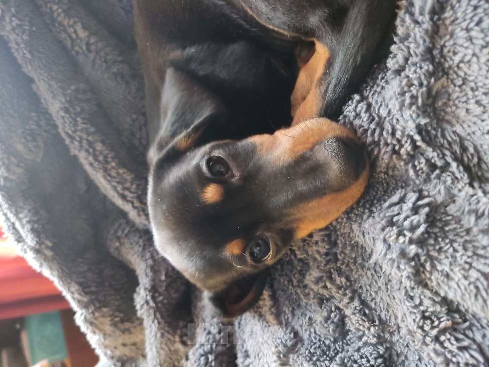 Собаки в Москве: Девочка стандартная такса. Девочка, 50 000 руб. - фото 2