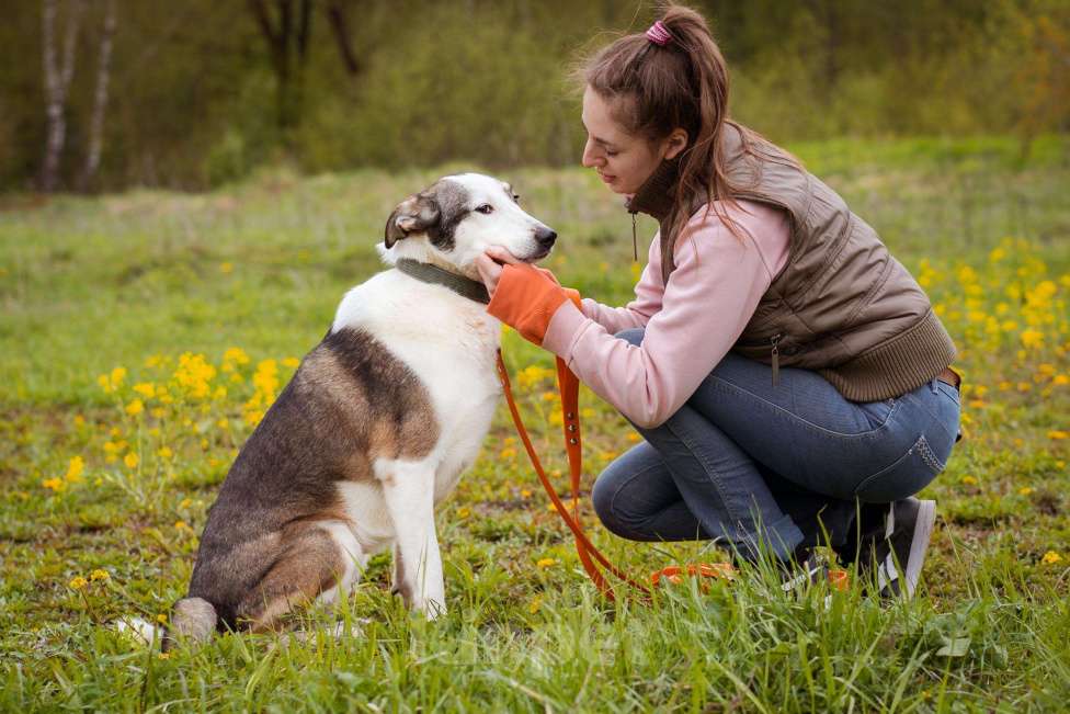 Собаки в Москве: Ласковая девочка в добрые руки. Собака из приюта ищет дом Девочка, Бесплатно - фото 6