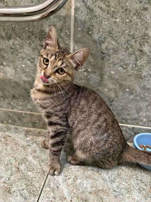 Кошки в Москве: Очаровательная кошечка-подросток Аглая ищет дом Девочка, 10 руб. - фото 4