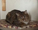 Кошки в Королеве: сладкий Горький ищет дом Мальчик, Бесплатно - фото 4