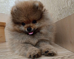 Собаки в Ессентуках: Померанский шпиц (тип Мишка) Девочка, 40 000 руб. - фото 1