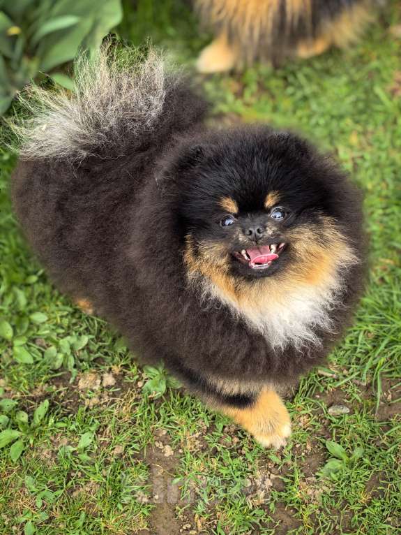 Собаки в Москве: Черно  подпалый медведь 🐻  Мальчик, 180 000 руб. - фото 4