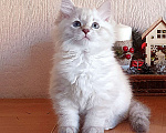 Кошки в Люберцах: Сибирская кошечка Жасмин  Девочка, 35 000 руб. - фото 5