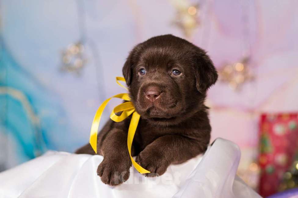 Собаки в Новосибирске: Щенки шоколадного лабрадора  Девочка, 60 000 руб. - фото 2