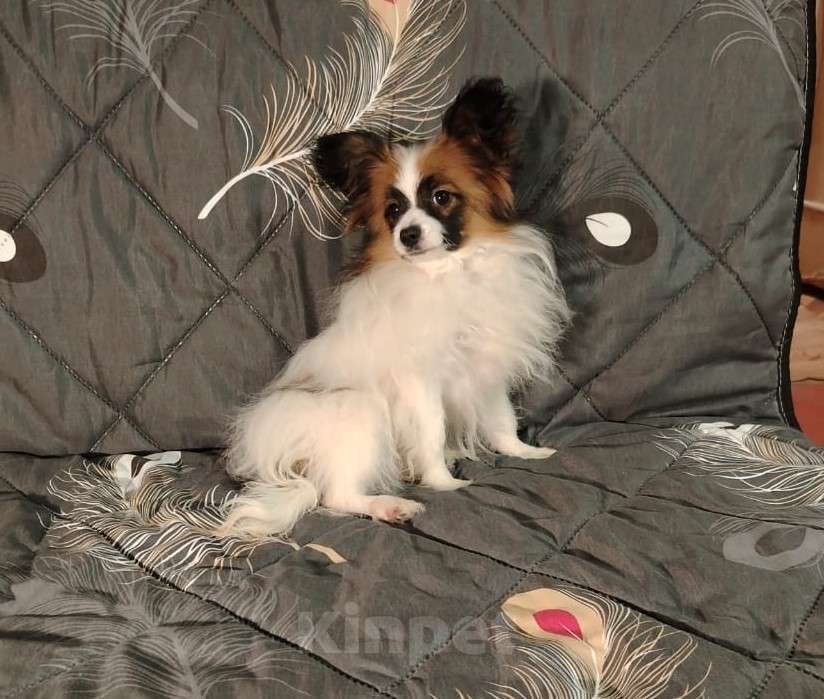 Собаки в Анапе: континентальный той спаниель Мальчик, Бесплатно - фото 3