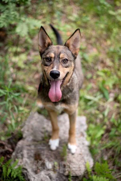 Собаки в Москве: Флеш - собака, заряженная солнцем Мальчик, Бесплатно - фото 5