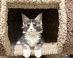 Кошки в Москве: Котенок Мейн Кун Девочка, Бесплатно - фото 4