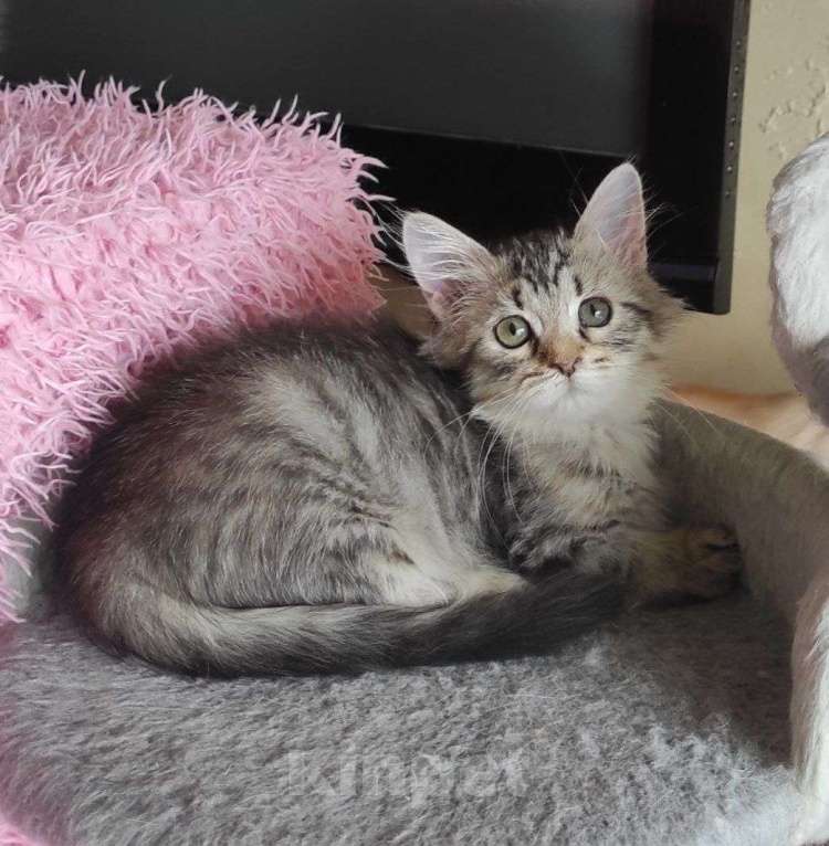 Кошки в Новосибирске: Jemka Девочка, 50 000 руб. - фото 4