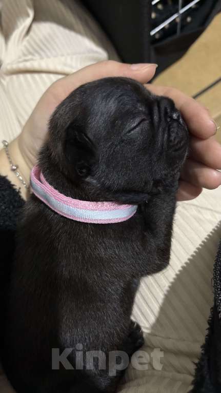 Собаки в Лянторе: Щенок французского бульдога Девочка, 60 000 руб. - фото 2