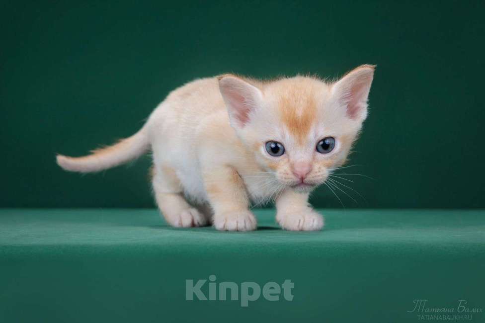 Кошки в Москве: Бурманские котята редких окрасов Мальчик, 120 000 руб. - фото 2