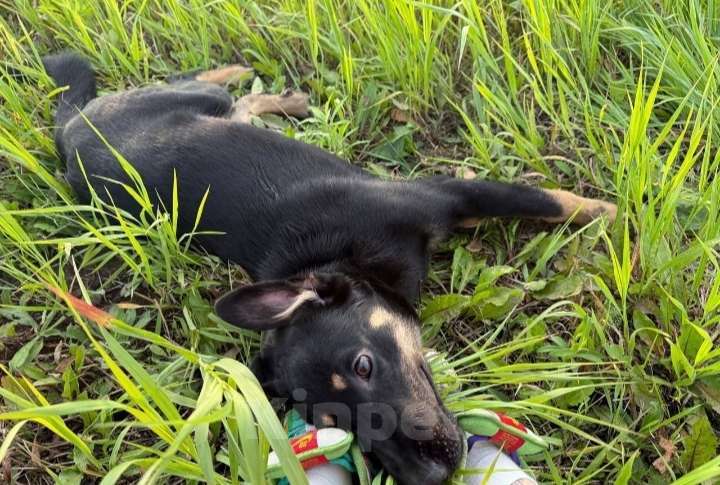Собаки в других городах Московской области: СРОЧНО! ПОМОГИТЕ МАЛЫШУ! Мальчик, Бесплатно - фото 5