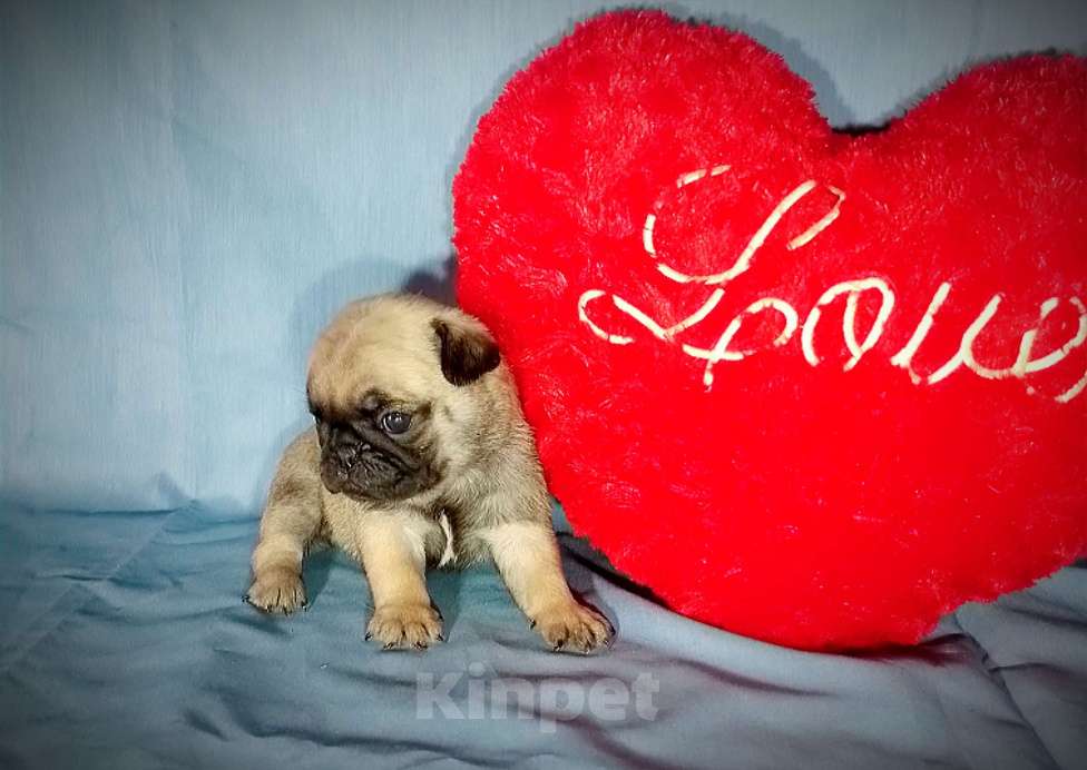 Собаки в Москве: Очаровательные мопсята Девочка, 40 000 руб. - фото 7