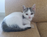 Кошки в Краснодаре: Котенок в добрые руки Девочка, Бесплатно - фото 5