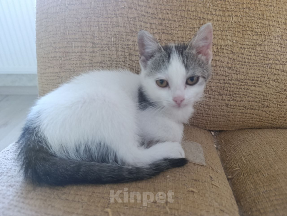 Кошки в Краснодаре: Котенок в добрые руки Девочка, Бесплатно - фото 5