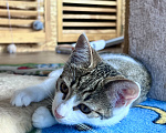 Кошки в Москве: Котенок Мия Девочка, Бесплатно - фото 4