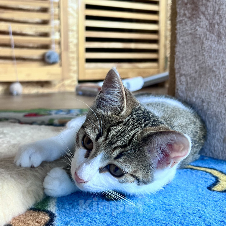 Кошки в Москве: Котенок Мия Девочка, Бесплатно - фото 4