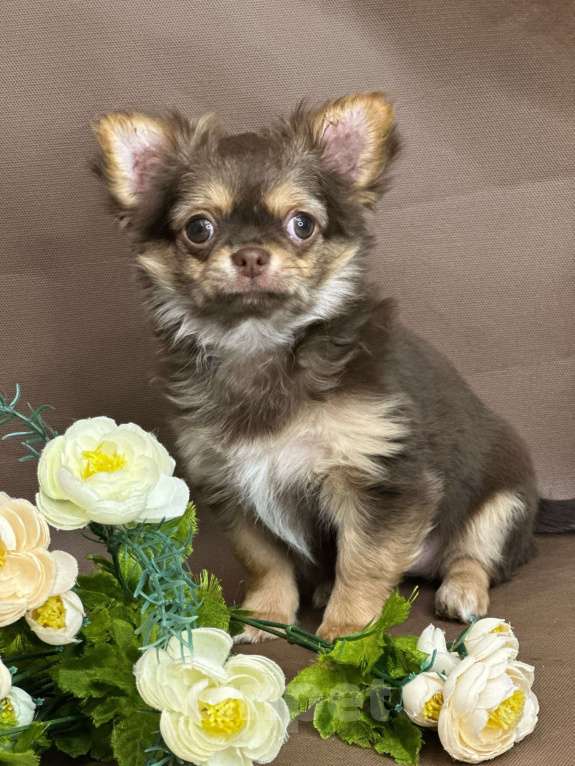 Собаки в Москве: Яркая девочка чихуахуа Девочка, 60 000 руб. - фото 8