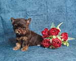 Собаки в Санкт-Петербурге: Шоколадный йорк девочка Девочка, 75 000 руб. - фото 7