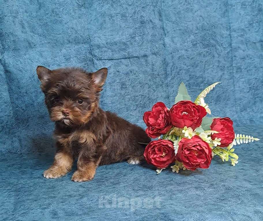 Собаки в Санкт-Петербурге: Шоколадный йорк девочка Девочка, 75 000 руб. - фото 7