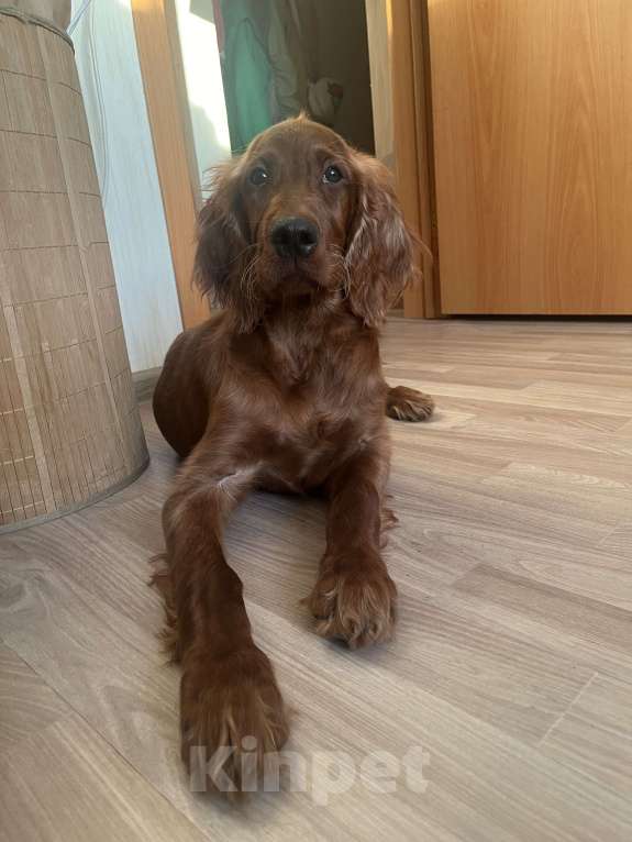 Собаки в Челябинске: Щенок ирландский красный сеттер Мальчик, 50 000 руб. - фото 3