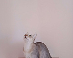 Кошки в Ростове-на-Дону: Замурчательный молодой котик Мальчик, 55 000 руб. - фото 3