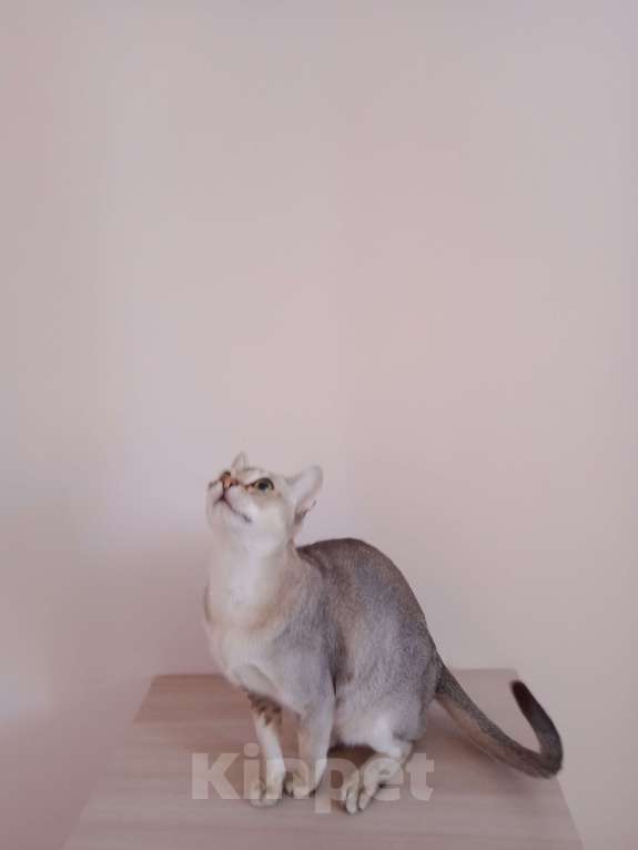 Кошки в Ростове-на-Дону: Замурчательный молодой котик Мальчик, 55 000 руб. - фото 3