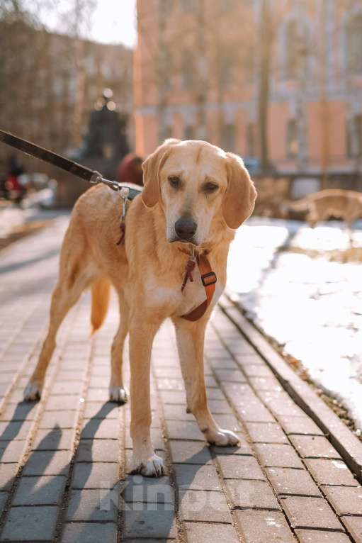 Собаки в Санкт-Петербурге: Красавица Рикки из приюта ищет дом Девочка, Бесплатно - фото 9