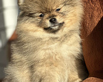 Собаки в Тюмени: Девочка померанского шпица  Девочка, 50 000 руб. - фото 3