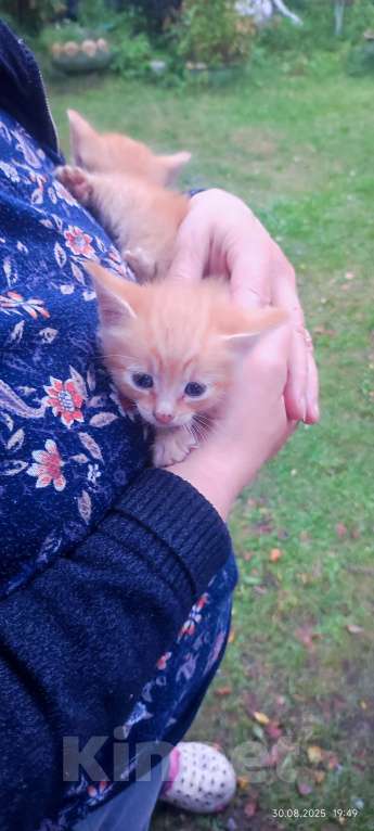 Кошки в Санкт-Петербурге: Котенок рыжий Девочка, Бесплатно - фото 2