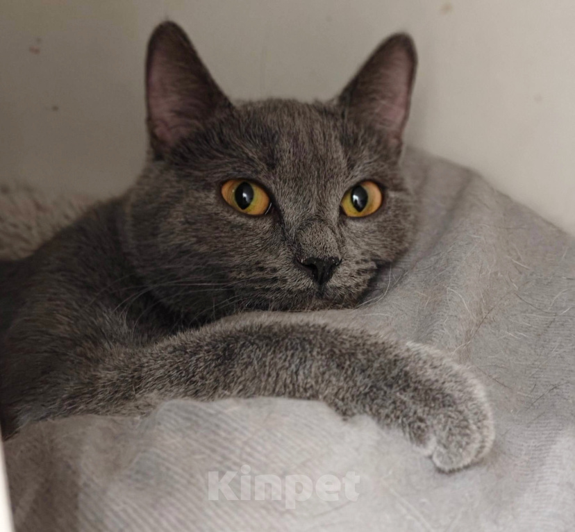 Кошки в Москве: Кошечка Квин в добрые руки Девочка, Бесплатно - фото 1