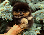 Собаки в Нижнем Новгороде: Померанский шпиц Мальчик, Бесплатно - фото 5