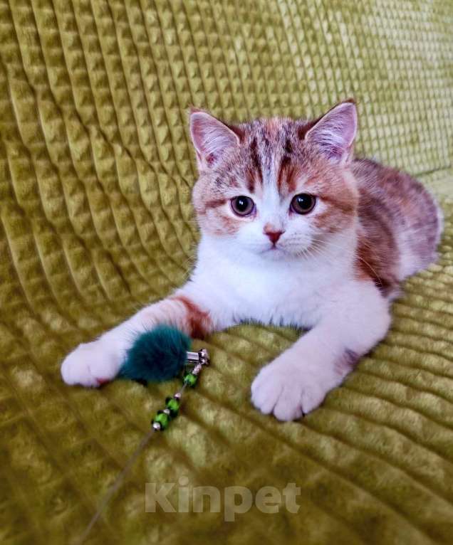 Кошки в Москве: Кошечка Девочка, 30 000 руб. - фото 1