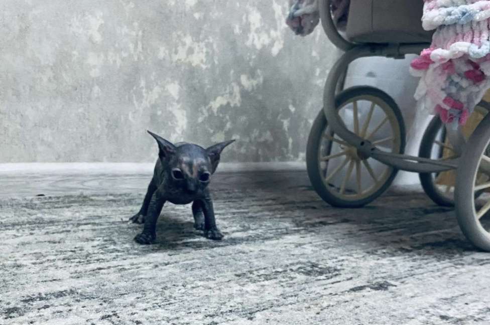 Кошки в Кашире: Канадский сфинкс Мальчик, 23 000 руб. - фото 3