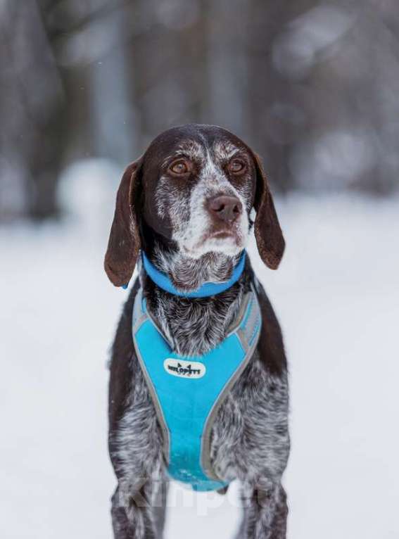 Собаки в Москве: Девочка Курцхаар по имени Мона в добрые руки Девочка, 1 руб. - фото 4