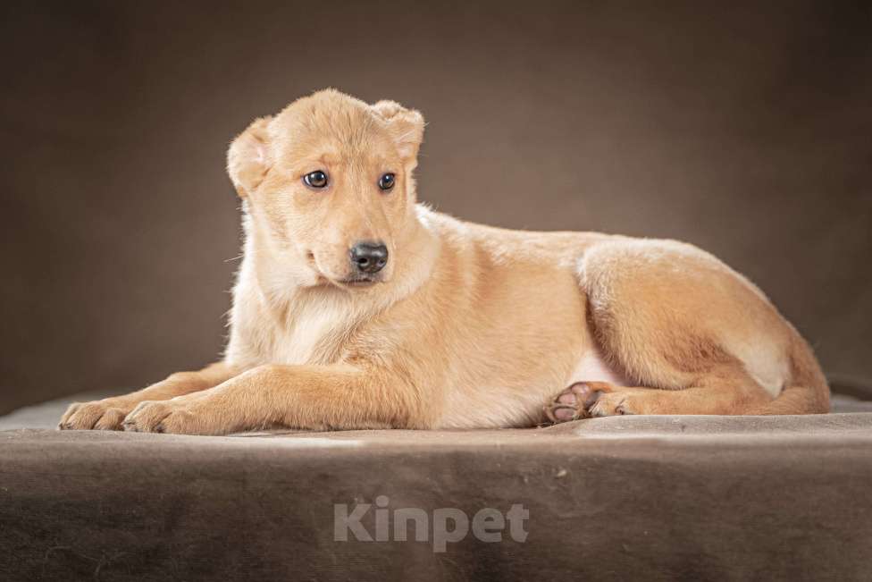 Собаки в Клине: Молли — ласковая красавица станет вашим личным антистрессом Девочка, Бесплатно - фото 3