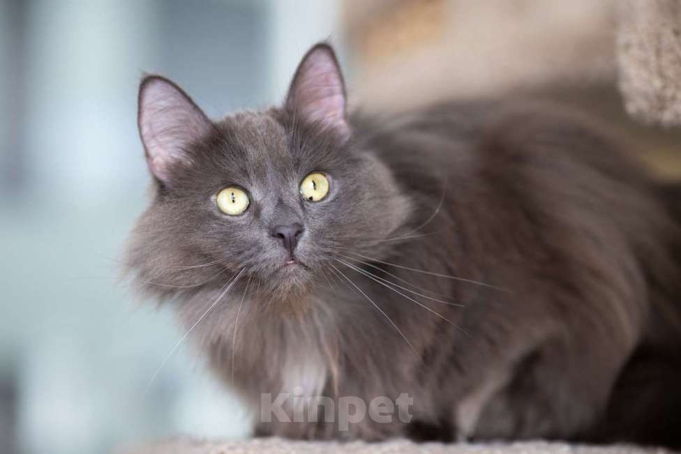 Кошки в Москве: Вульф Мальчик, Бесплатно - фото 3