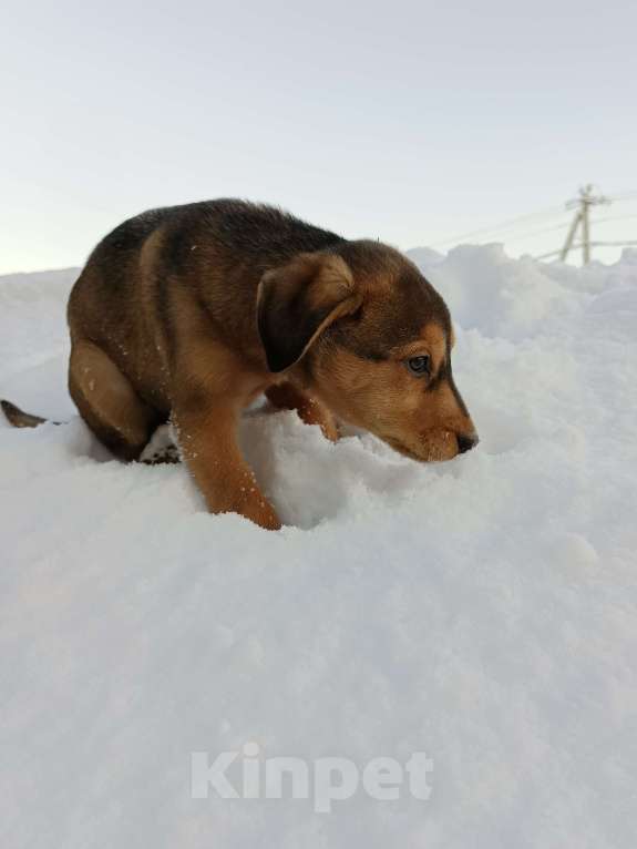 Собаки в других городах Ленинградской области: Трехцветный язык Мальчик, Бесплатно - фото 3