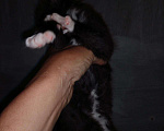 Кошки в Калуге: Правильный Мейн-кун может быть только черным, 5 000 руб. - фото 3