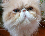 Кошки в Острогожске: Кот персидский на вязку., 10 000 руб. - фото 1