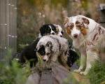 Собаки в Санкт-Петербурге: Щенки Австралийской овчарки Аусси, 30 000 руб. - фото 6