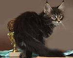 Кошки в Юрьеве-Польском: Мейн-кун мраморный котик Мальчик, 50 000 руб. - фото 2