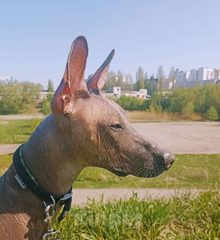 Собаки в Москве: Мексиканская голая, щенок Мальчик, 80 000 руб. - фото 3