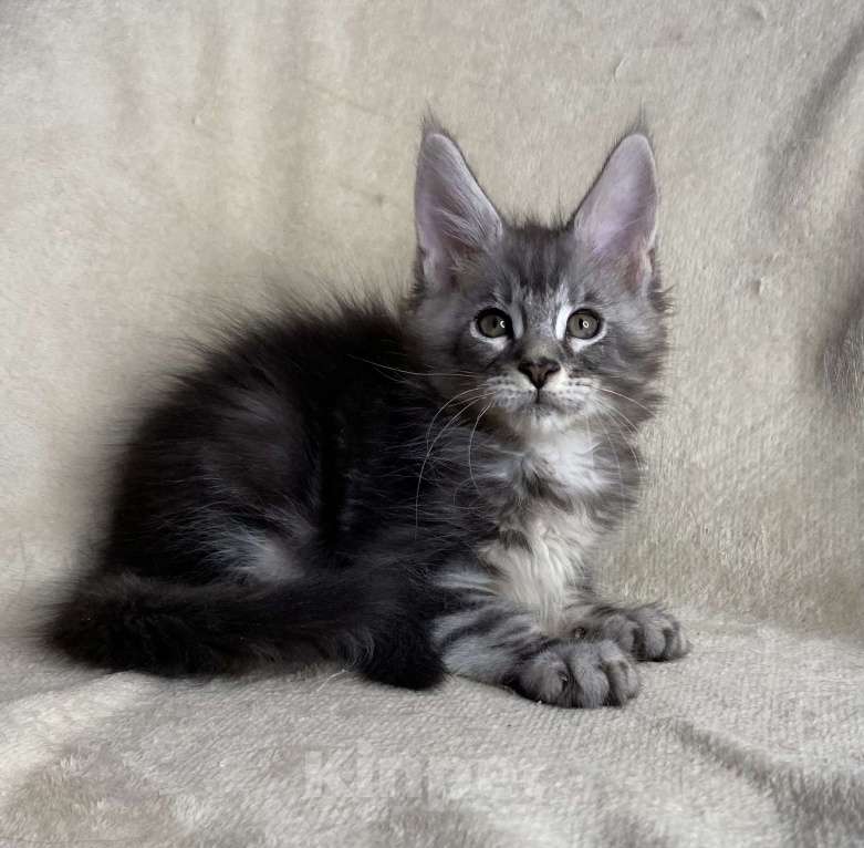 Кошки в Дмитрове: Черный серебристый мраморный мальчик Xavier Мальчик, 40 000 руб. - фото 2
