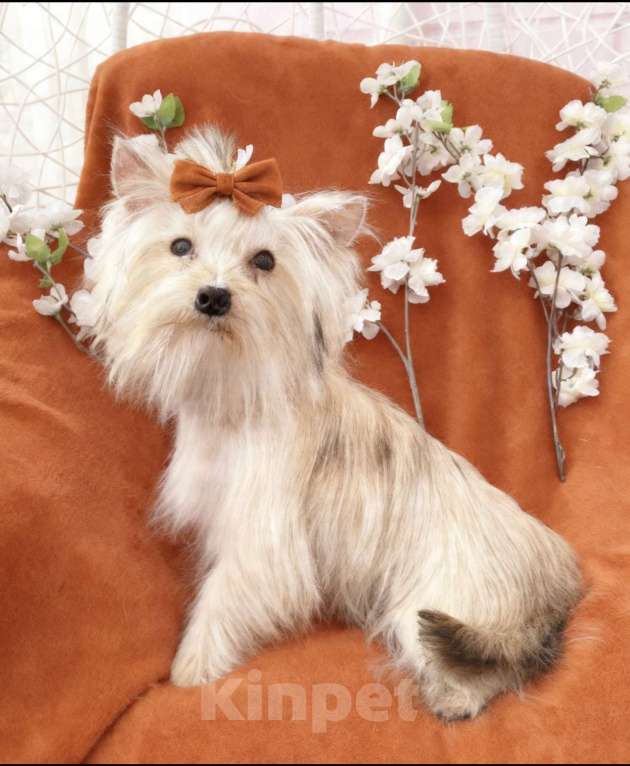 Собаки в Москве: Подрощенный йорк мини девочка рыжая Девочка, 80 000 руб. - фото 5