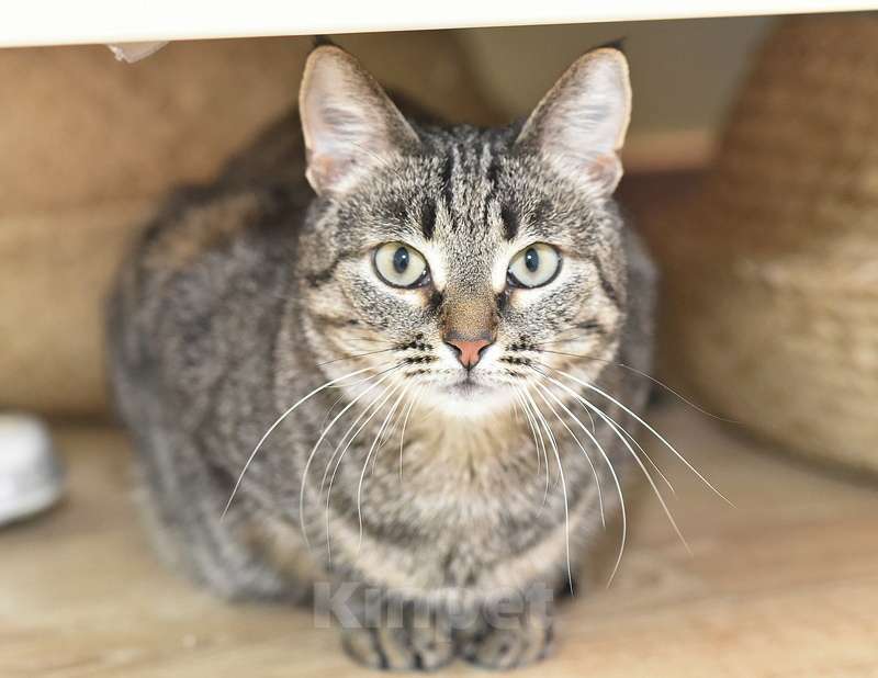 Кошки в Москве: Ласковая полосатая кошка Ириска с кистями на ушах ищет дом Девочка, Бесплатно - фото 4