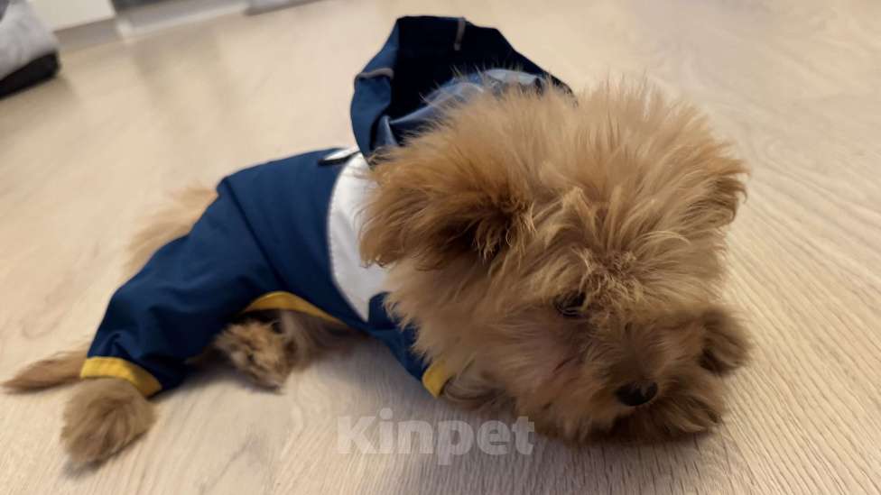 Собаки в Москве: Мальтипу, щенок 😍 Девочка, 70 000 руб. - фото 4