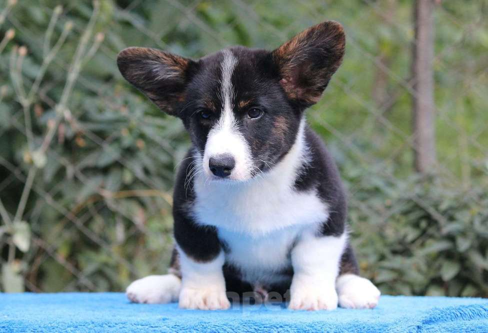Собаки в Новороссийске: Щенки вельш корги кардиган Мальчик, Бесплатно - фото 2